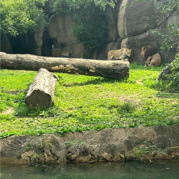 areed33